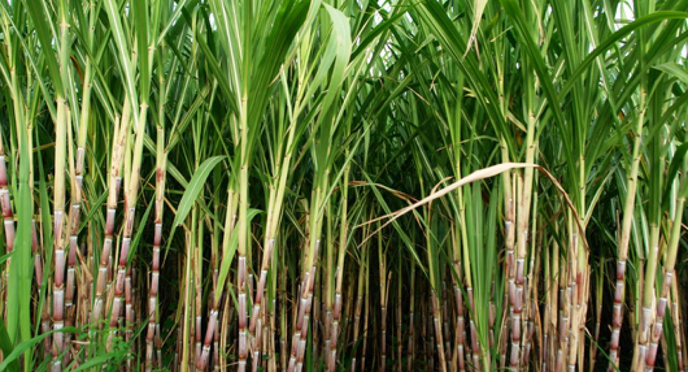 Sugarcane Crop