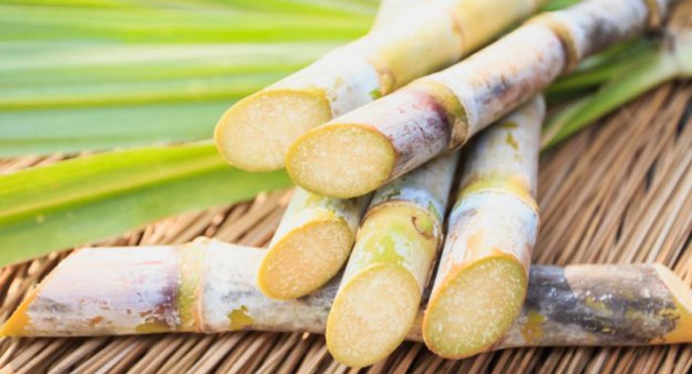 Sugarcane
